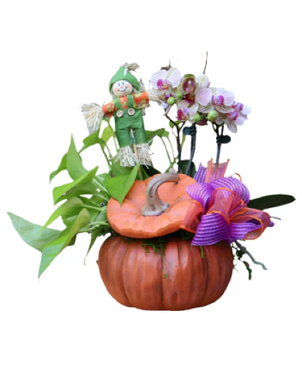 Pumpkin Orchard 