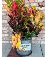 Pumpkin Patch Tin with Croton Plant