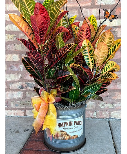 Pumpkin Patch Tin with Croton Plant