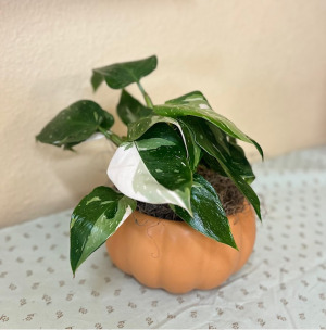 Pumpkin Philo "White Princess" 