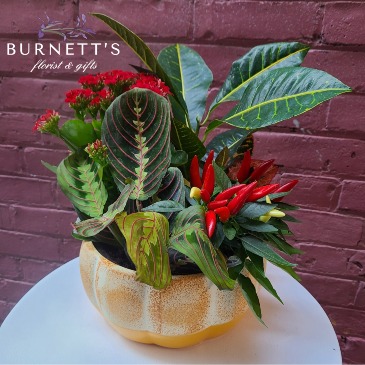 Pumpkin Planter in Kelowna, BC | Burnett's Florist Pumpkin Planter in Kelowna, BC | Burnett's Florist