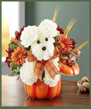 Pumpkin Pooch in Arlington, TX | Erinn's Creations Florist Pumpkin Pooch in Arlington, TX | Erinn's Creations Florist