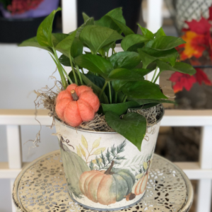 Pumpkin Pot - Assorted  6in houseplant