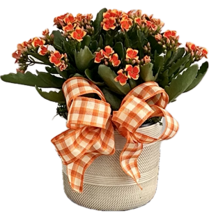 Pumpkin Spice Kalanchoe Plant