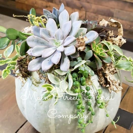 Pumpkin Succulent Garden