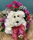 Puppy Carnation Arrangement  