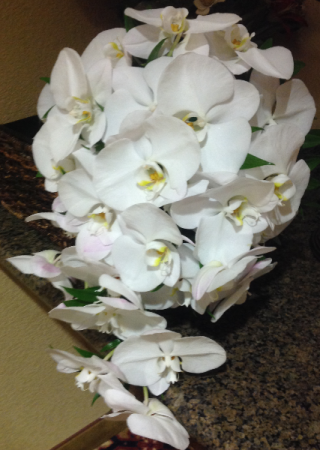 PURE AND WHITE COLLECTION ORCHIDS