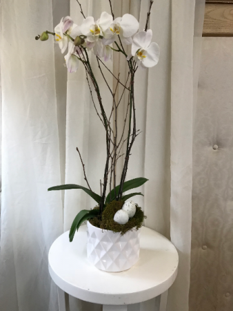 Pure and White  Easter Orchid 