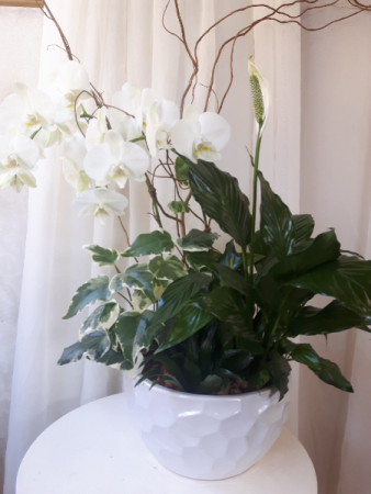 Pure and White Orchid Plant