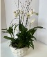 Pure and White  Orchid Planter 