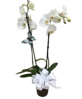 Pure Elegance  Blooming Orchid Plant