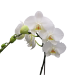 Pure Grace Orchid  Plant- Fresh 