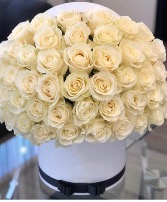 Pure Love  White Rose Always Elegant 