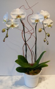 PURE MEMORIES Orchid Plant