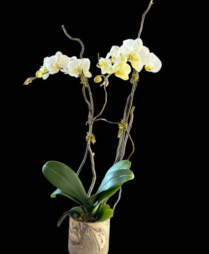 Pure Romance - White double stems orchid  