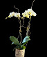 Purchase this funeral home arrangement