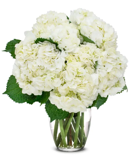 Pure Simplicity Hydrangea Vase Fresh Flowers