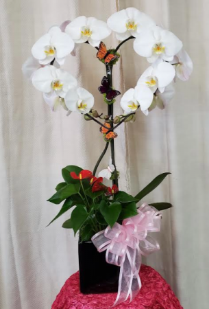 Pure White Heart Orchid  Plant