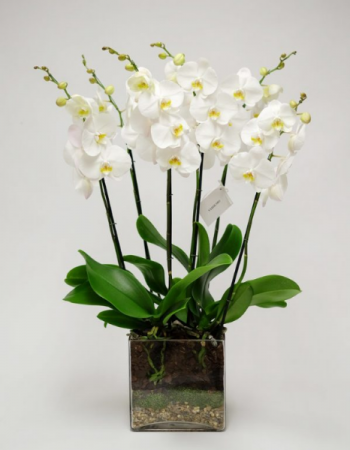PURE WHITE ORCHID IN SG GLASS