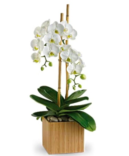 Purest Orchid Wood cube plant