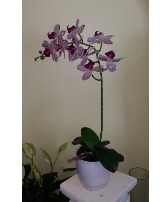 purple and white silk orchid silk plant