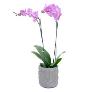 Purple Beauty Orchid Arrangement in Kannapolis, NC | MIDWAY FLORIST OF KANNAPOLIS Purple Beauty Orchid Arrangement in Kannapolis, NC | MIDWAY FLORIST OF KANNAPOLIS
