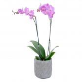 Purple Beauty Orchid Plant