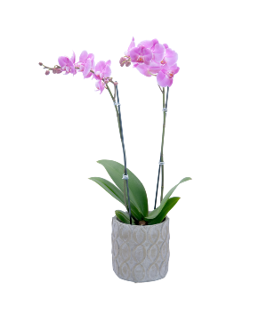 Purple Beauty Orchid Plant