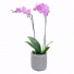 Purple Beauty Orchid Potted Plant
