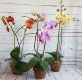 Phalaenopsis Orchid ASSORTED COLORS  plant