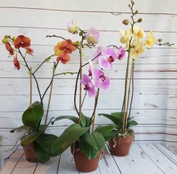 Phalaenopsis Orchid ASSORTED COLORS  plant in Mcdonough, GA | Parade of Flowers