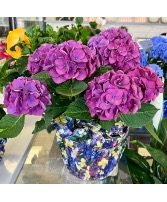 Purple Blooming Hydrangea