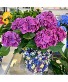 Purple Blooming Hydrangea