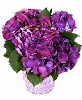 Purple Blue Hydrangea Plant 