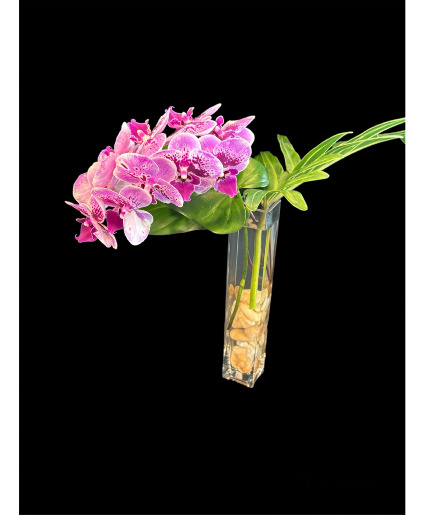 Purple butterfly orchid Orchid arrangement