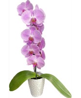 Purple Cascading Orchid Plant 