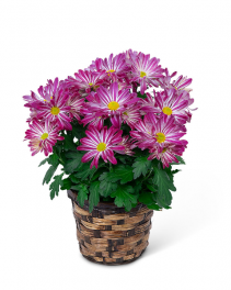 Purple Daisy Chrysanthemum Plant Plant