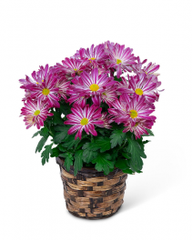 Purple Daisy Chrysanthemum Plant Plant