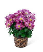 Purple Daisy Chrysanthemum Plant Plant