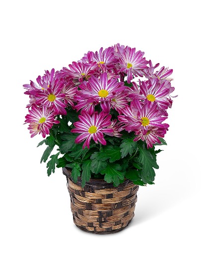 Purple Daisy Chrysanthemum Plant Plants
