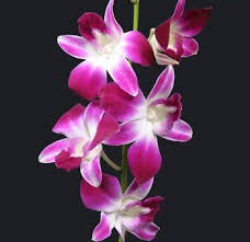 Purple Dendrobium Orchid 