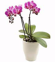 Purple Double Orchid Dendrobium Orchid