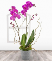 Double Orchid Will Be Any Color Available Orchid Plant