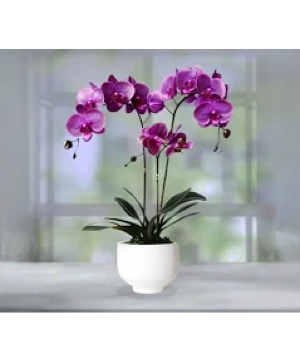Purple Double Stem Phalaenopsis in Ceramic Pot