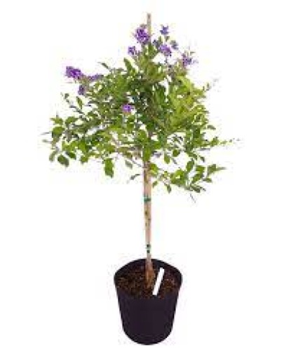 Purple Duranta Tree 