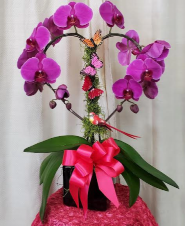 Purple Heart Orchid Plant