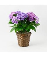 Purple Hydrangea Blooming Plant