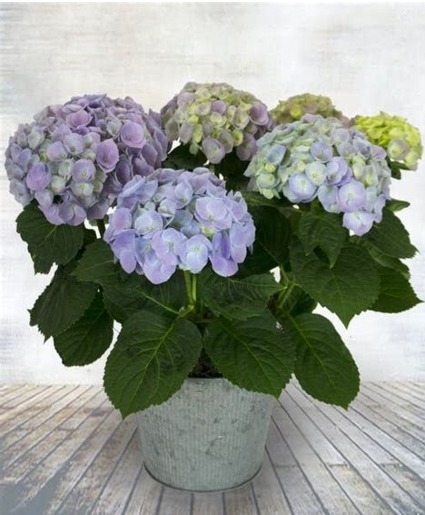 Purple Hydrangea  Plant