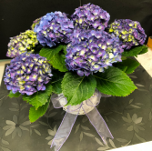 Purple Hydrangea Easter Plant