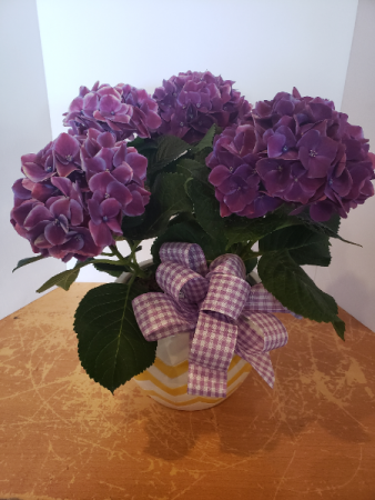 Purple hydrangea with ceramic pot Plant